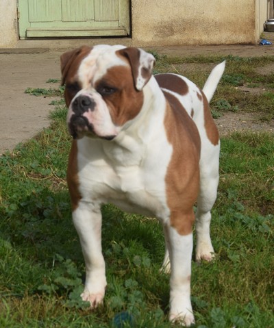 Disponibles adorables chiots bouledogues américain