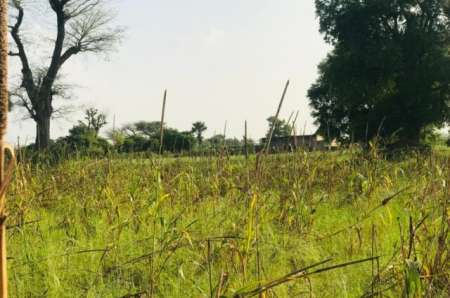 Terrain agricole de 1,02 hectare à Thiénaba
