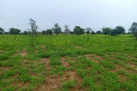 Terrain agricole de 7089 m² vers Dalla Ngabou