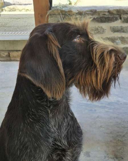 vends chiots drahthaar