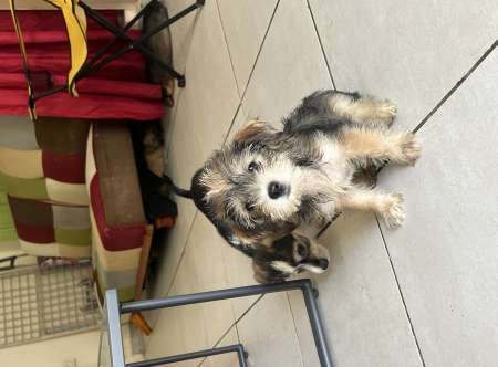 Chiot Croisé Yorkshire bichon