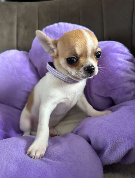 A DONNER CHIOT CHIHUAHUA