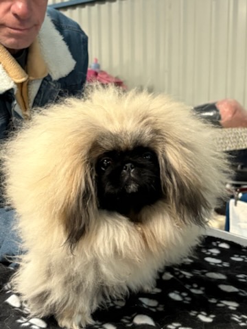 Tres beau male pekinois LOF issu multi champions