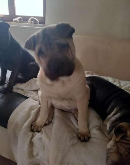 Chiots Shap-Pei nés le