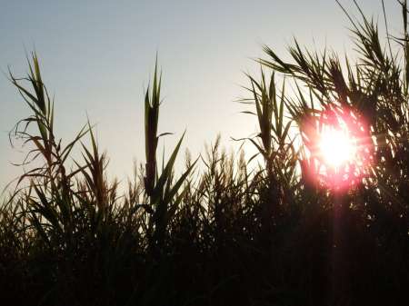 Belle F ch dame de compagnie ou gouvernante à Narb