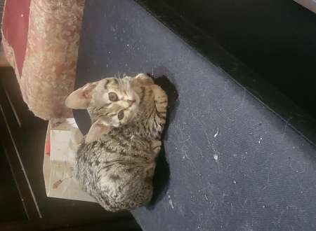 Savannah f5 a vendre