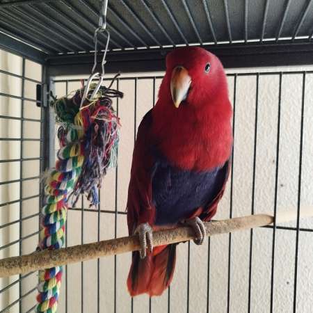 Eclectus femelle de 6 mois