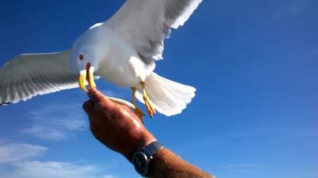 Bel H bi propose d'accompagner pers seule