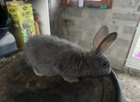 Bébé Géant des Flandres 3 mois