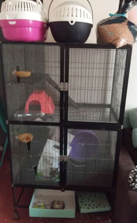 Cage complète pour rats accessoires et nourriture