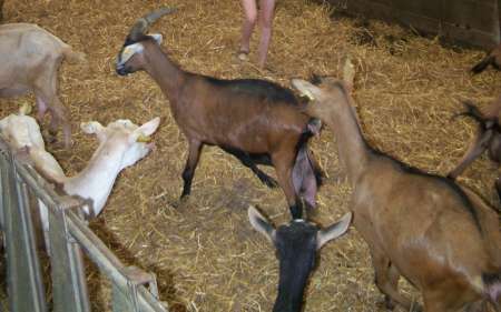 camping a la ferme ,