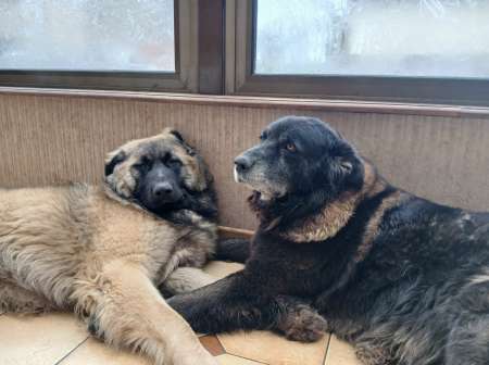 Chien de protection serra da estrela
