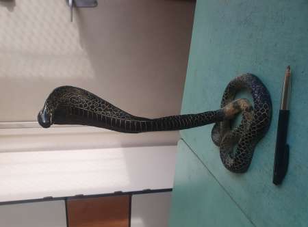 Cobra indien en bronze