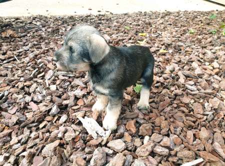 Chiot schnauzer moyen poivre et sel