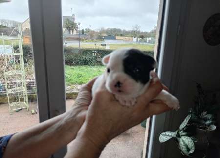 bouledogue français issue de LOF