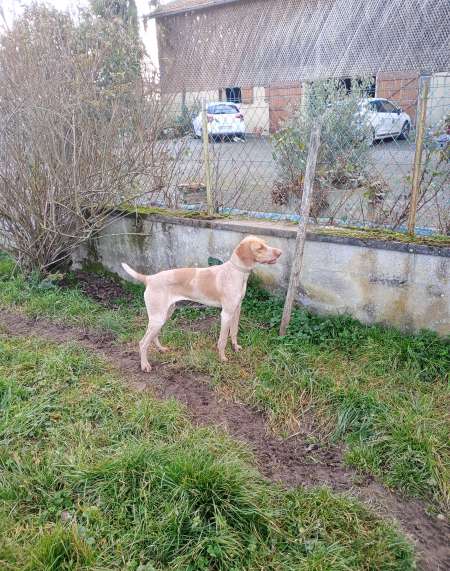 Chienne braque de l' Ariège