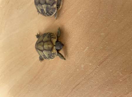 Bébé tortue dHermann 3 mois
