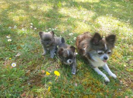 Nous recherchons une bonne famille