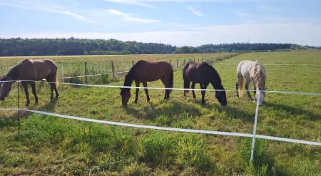 Offre à cacalier(e) monte pour travail de chevaux