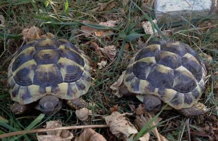 TORTUE HERMANN
