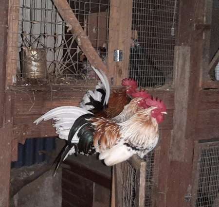 Ti coq japon