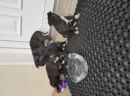 American pitbull terrier