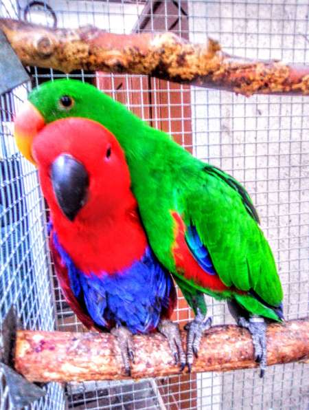 vend couple eclectus rotarus polychloros