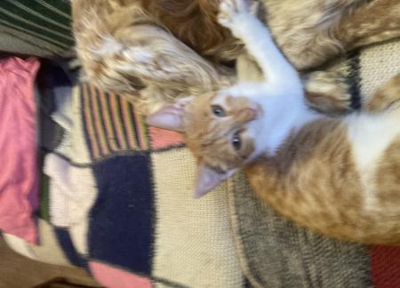 Donne adorables chatons