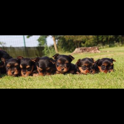 Superbes Chiots Yorkshires Pure Race