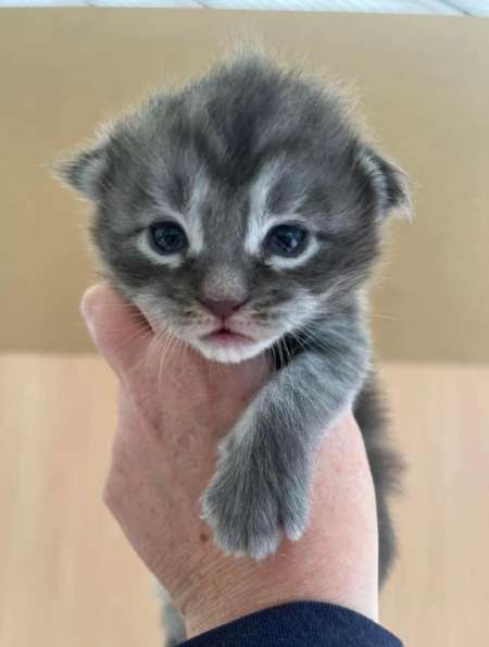 Chaton Maine coon mâle