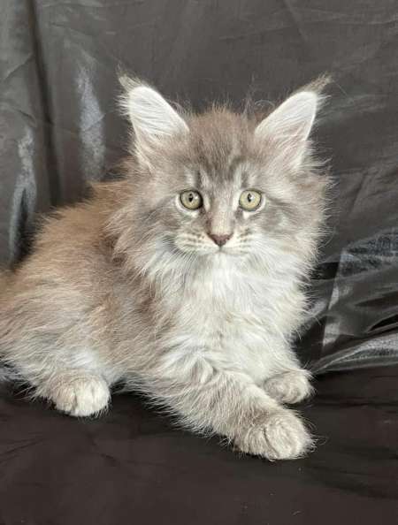 Chaton Maine coon