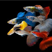 Recherche guppy Mâles