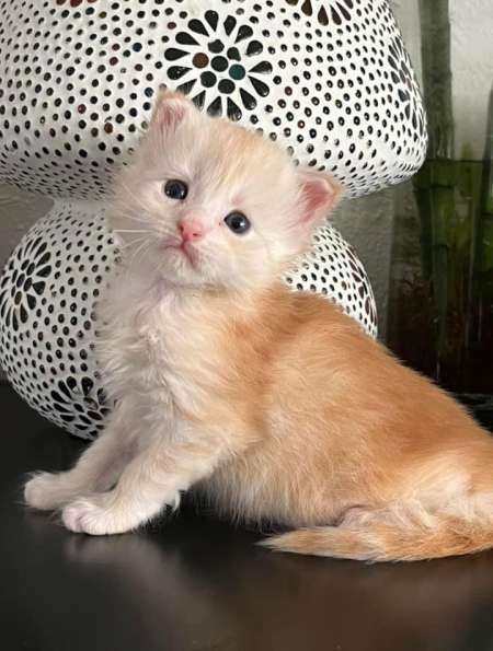 Chatons Maine coon