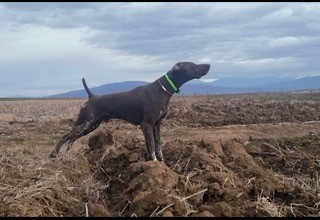 Des chiots Braques Allemand sont nés le 28-03-24.