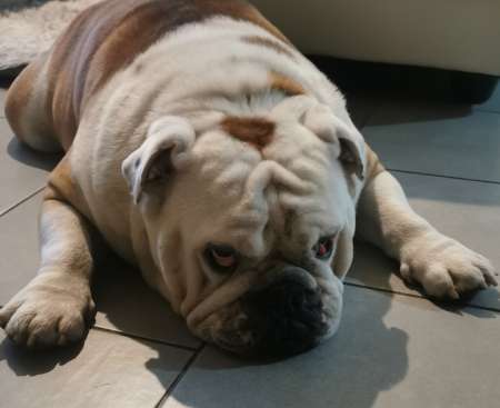 Bulldog anglais