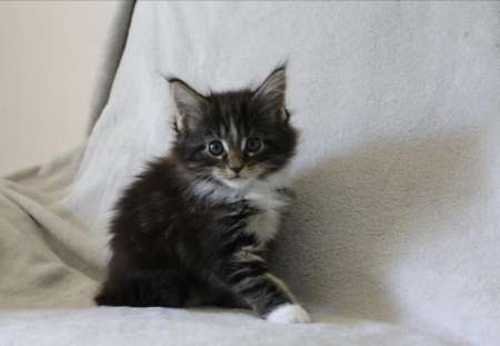 Adorable chaton maine coon femelle à donner