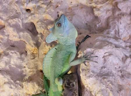 LEZARD BASILICUS PLUNIFORM MA¨LE