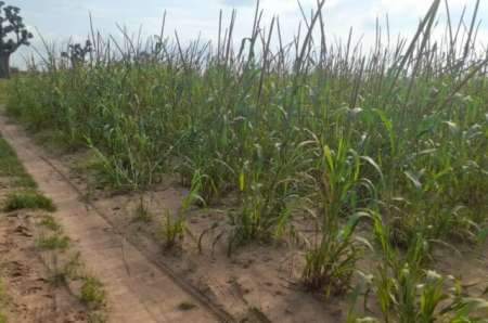 Terrain agricole de 3 hectares vers Tassette