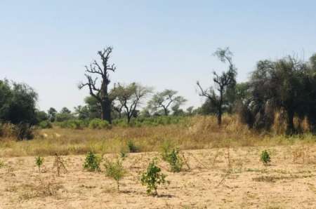 Terrain agricole de 22 ha vers Thiénaba