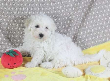 Chiot Bichon Frisé LOF