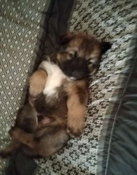 Chiot