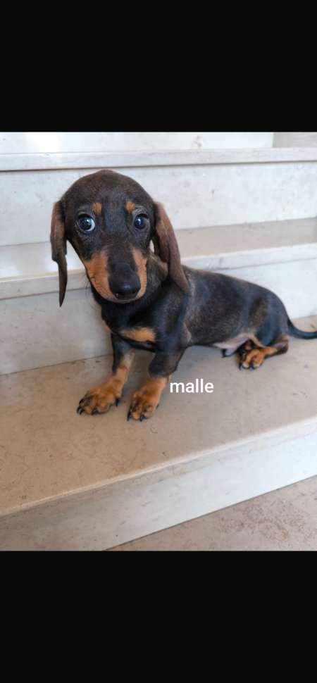 Adorable Chiots teckel nain