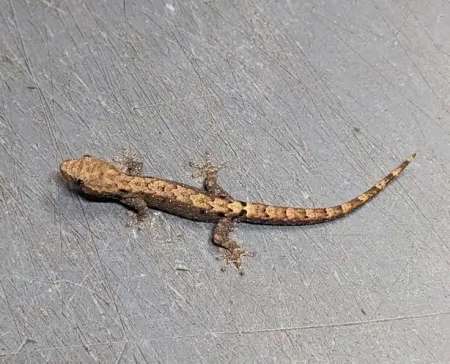 lépidodactylus lugubris