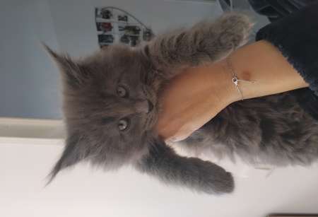 3 magnifiques bb maine coon