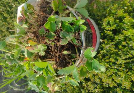 Pied de Fraisier a planter,