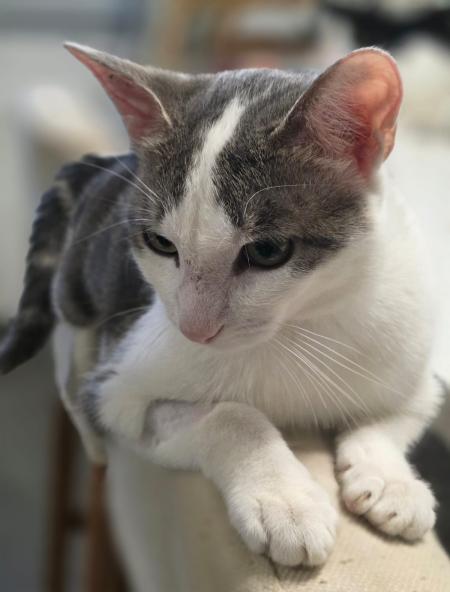 Adorable loulou à l'adoption