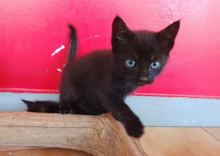 Chatons à donner dans le 17