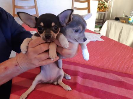 ADORABLE CHORKY DISPONIBLE