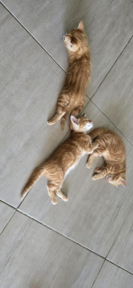 3 chatons roux beige tigrés à donner